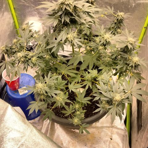 Mother plant 1st grow  growlog photo: Haven't been on in awhile due to a new job but here is updated photos after fan leaves have been trimmed up 47days into flower now almost time!!!