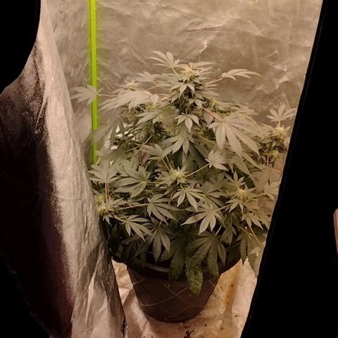 Mother plant 1st grow  growlog photo: Haven't been on in awhile due to a new job but here is updated photos after fan leaves have been trimmed up 47days into flower now almost time!!!