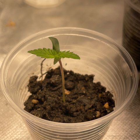 Super Lemon Haze Frente  growlog timeline photo