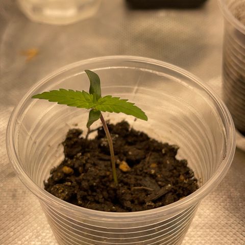 Super Lemon Haze Frente  growlog timeline photo