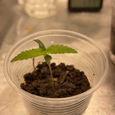 Super Lemon Haze Frente  growlog timeline photo