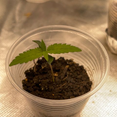 Super Lemon Haze Frente  growlog timeline photo