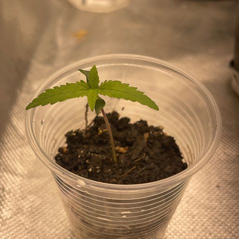 Super Lemon Haze Frente  growlog timeline photo