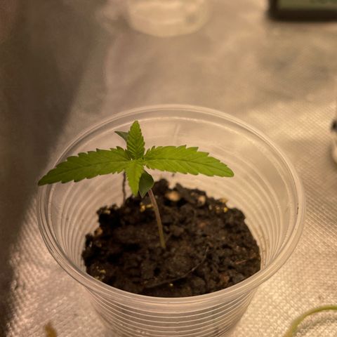 Super Lemon Haze Frente  growlog timeline photo