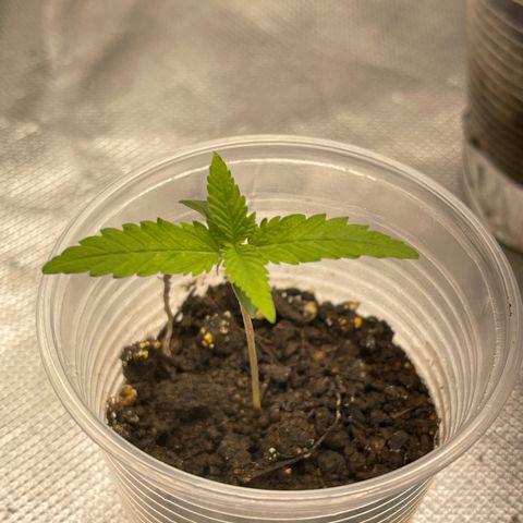 Super Lemon Haze Frente  growlog timeline photo