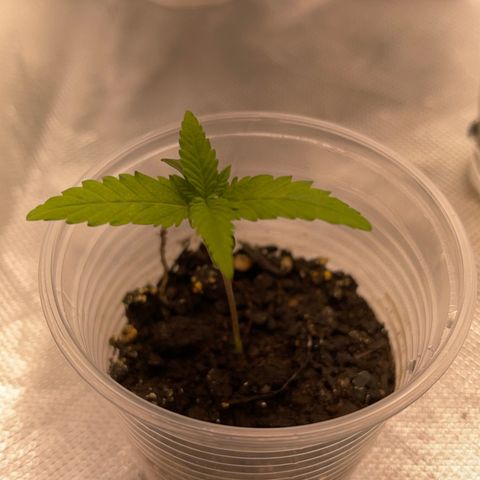 Super Lemon Haze Frente  growlog timeline photo