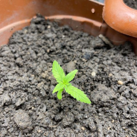 Super Lemon Haze Frente  growlog timeline photo