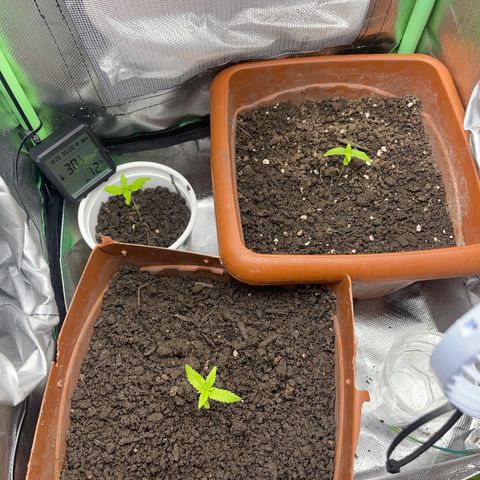 Super Lemon Haze Frente  growlog timeline photo