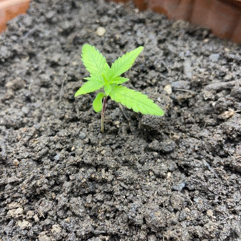 Super Lemon Haze Frente  growlog timeline photo