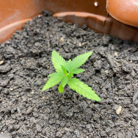 Super Lemon Haze Frente  growlog timeline photo