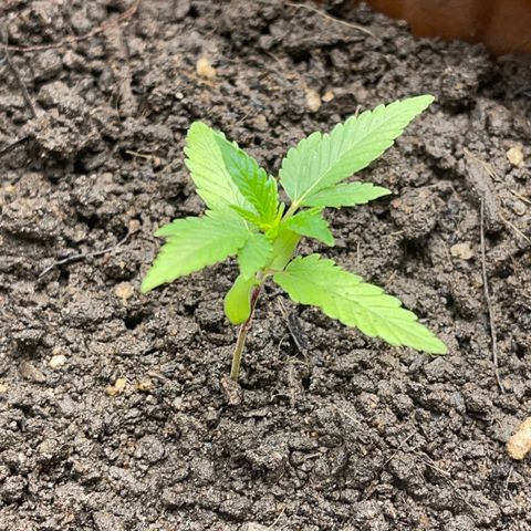 Super Lemon Haze Frente  growlog timeline photo