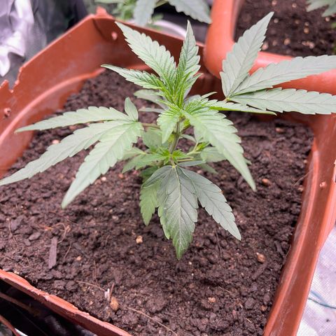 Super Lemon Haze Frente  growlog timeline photo