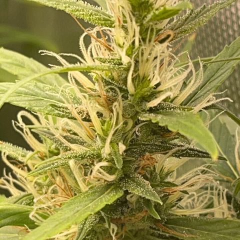 Super Lemon Haze Frente  growlog timeline photo