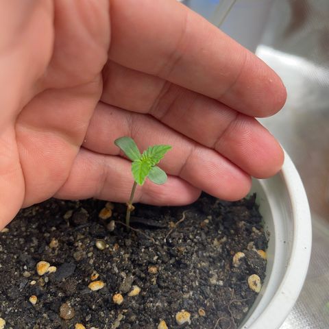 North P growlog timeline photo