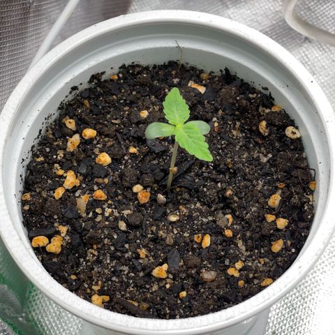 North P growlog timeline photo