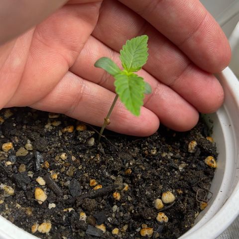 North P growlog timeline photo