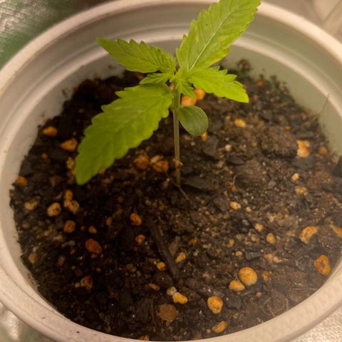 North P growlog timeline photo
