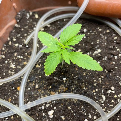 North P growlog timeline photo