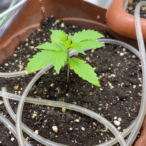 North P growlog timeline photo