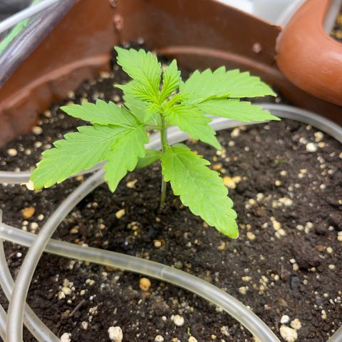 North P growlog timeline photo