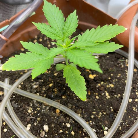 North P growlog timeline photo