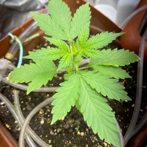 North P growlog timeline photo
