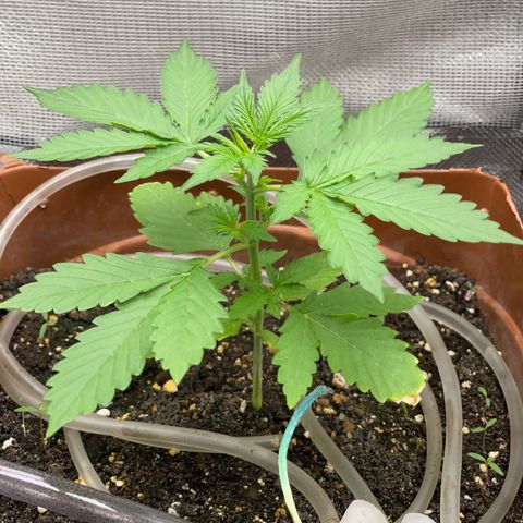 North P growlog timeline photo
