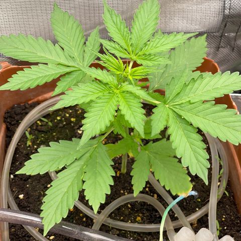 North P growlog timeline photo