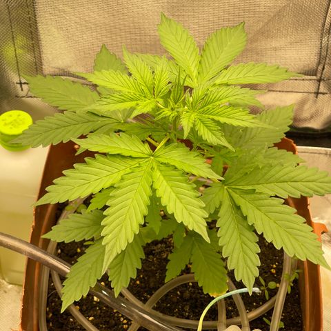 North P growlog timeline photo