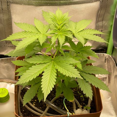 North P growlog timeline photo