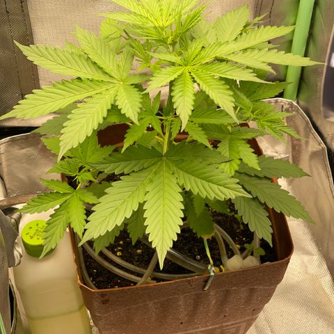North P growlog timeline photo