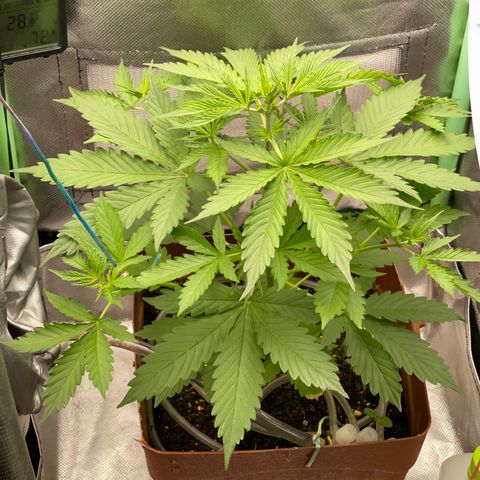 North P growlog timeline photo