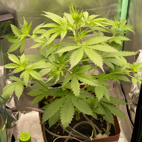 North P growlog timeline photo
