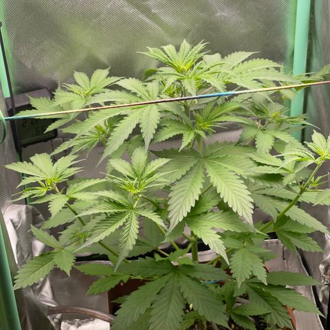 North P growlog timeline photo