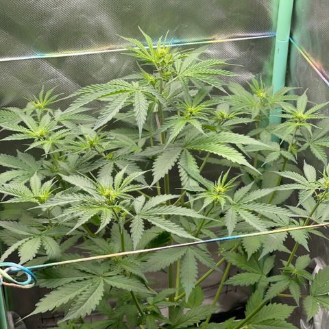 North P growlog timeline photo