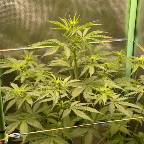 North P growlog timeline photo