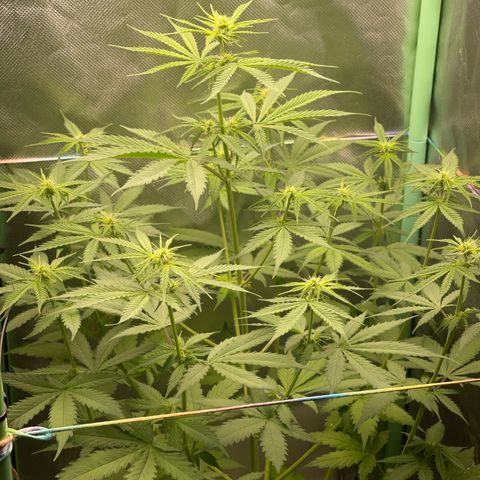 North P growlog timeline photo