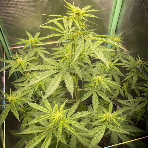 North P growlog timeline photo