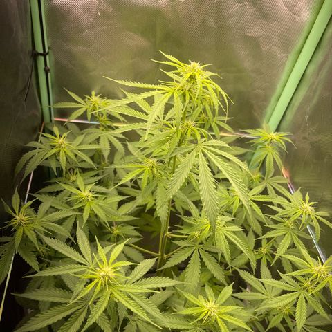 North P growlog timeline photo
