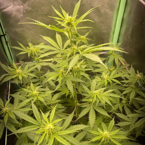 North P growlog timeline photo