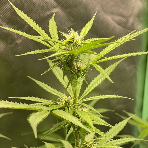 North P growlog timeline photo