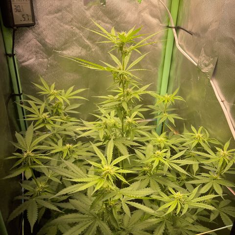 North P growlog timeline photo