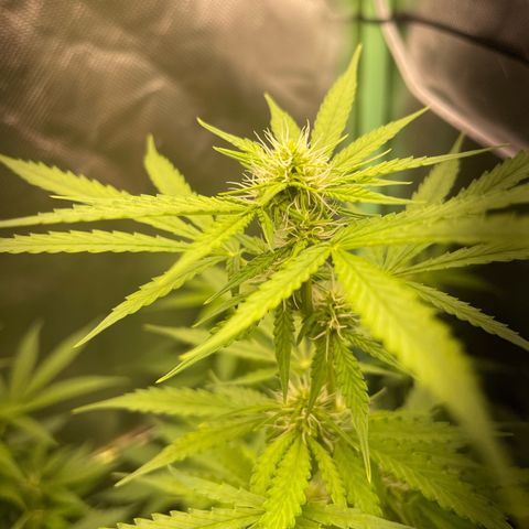 North P growlog timeline photo