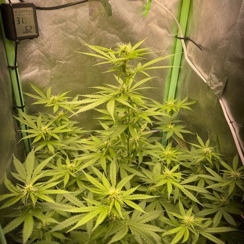 North P growlog timeline photo