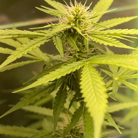 North P growlog timeline photo