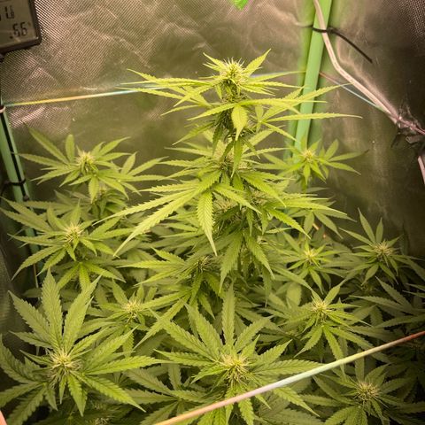 North P growlog timeline photo