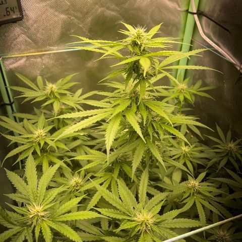 North P growlog timeline photo