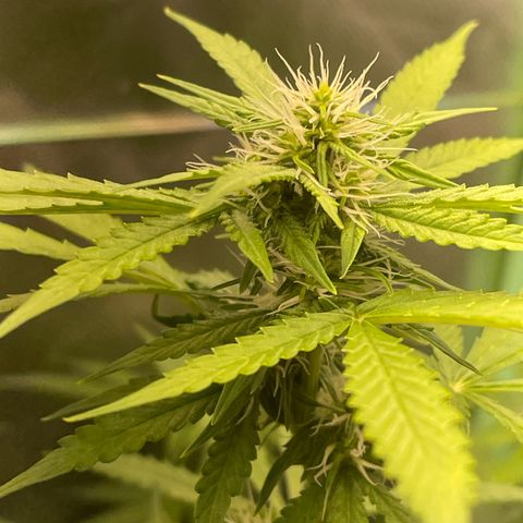 North P growlog timeline photo