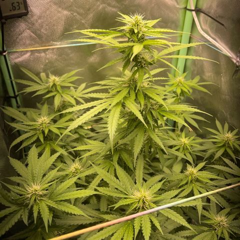 North P growlog timeline photo