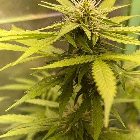 North P growlog timeline photo